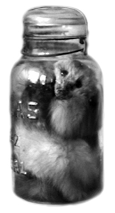 File:Cannedmink98.jpg