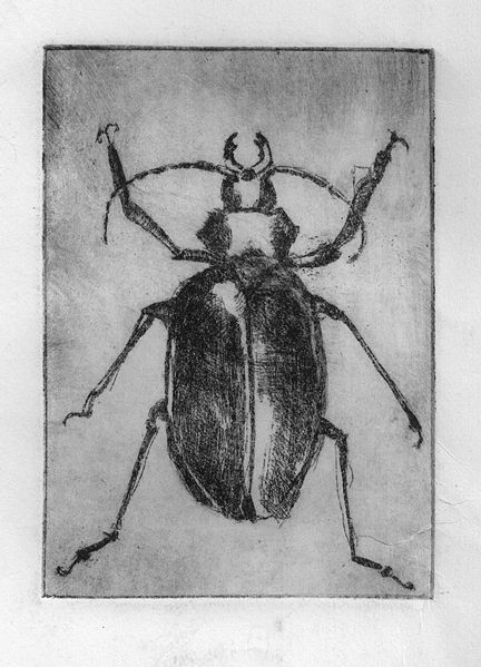 File:Beetle hopkins 09.jpeg