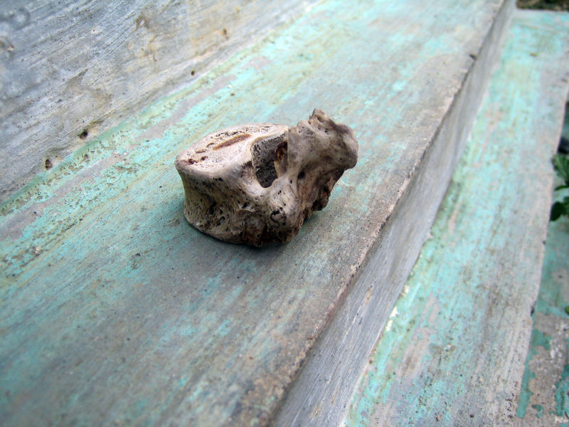 File:Flo vertebrae2232.jpg