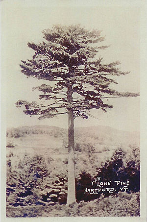 Hartfordlonepinepostcard.jpg